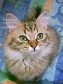 Koky:  > Tiffany koka (Tiffany Cat / Chantilly)