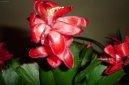 Pokojov rostliny:  > Vnon kaktus (Schlumbergera)