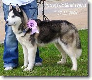 Sibisk husky