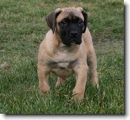 dogo canario/www.dogo-dogo.pl