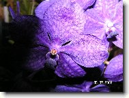 Vanda