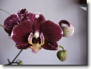 phalanopsis