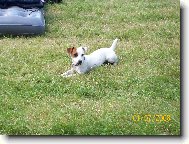 Jack russel terir