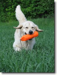 Golden retriever Britt - aport