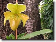 Paphiopedilum -temperovan