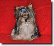 Biewer Yorkshire Terrier