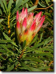 Protea