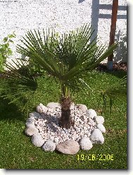 Trachycarpus fortunei