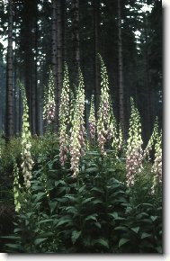 digitalis