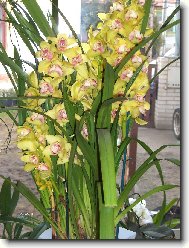 Cymbidium