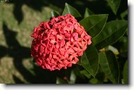 Ixora