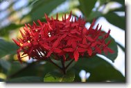 Ixora II.