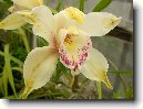 Cymbidium