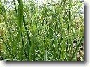 Cyperus, chor