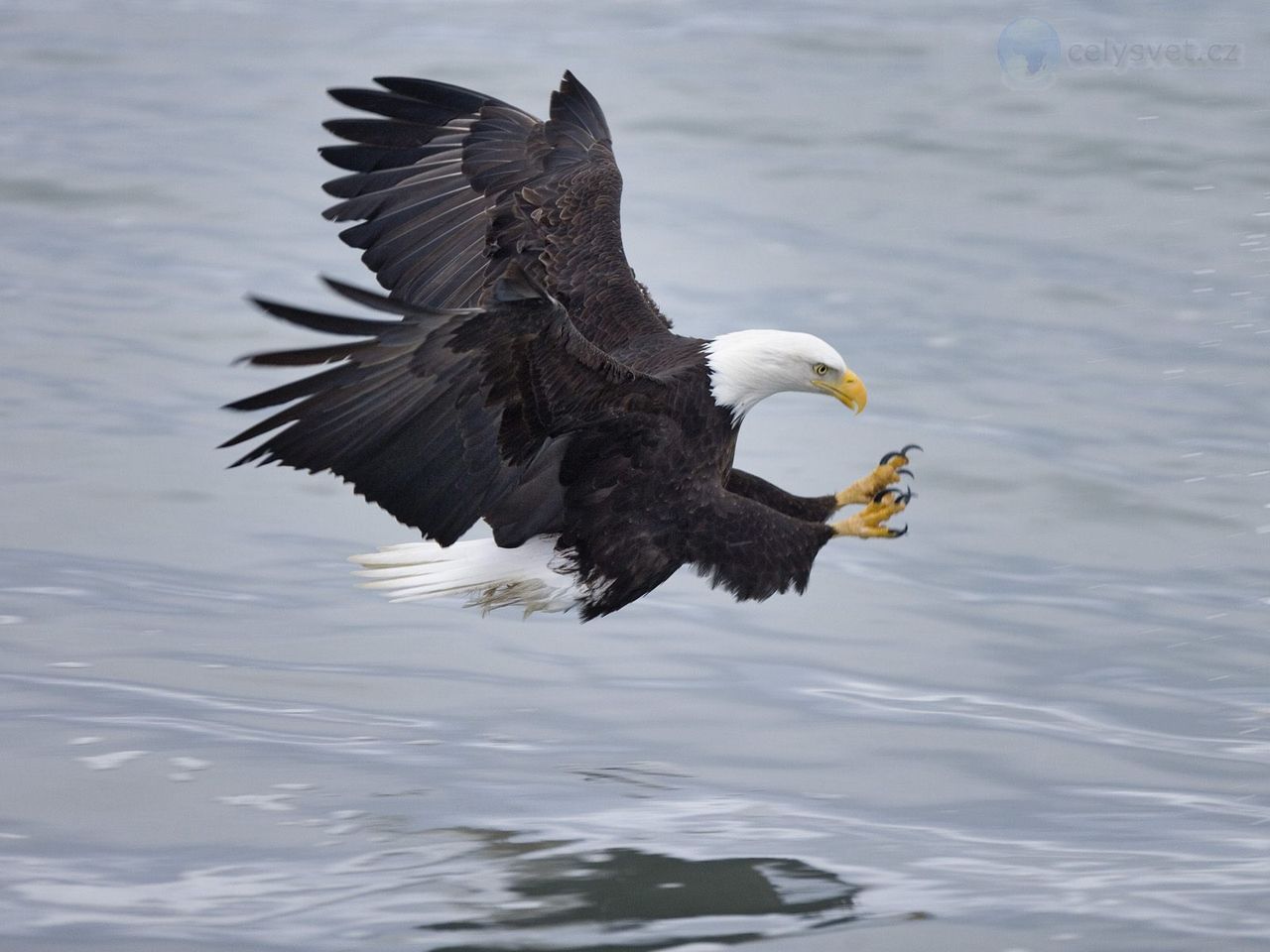 Foto: Mature Bald Eagle Fishing, Homer, Alaska