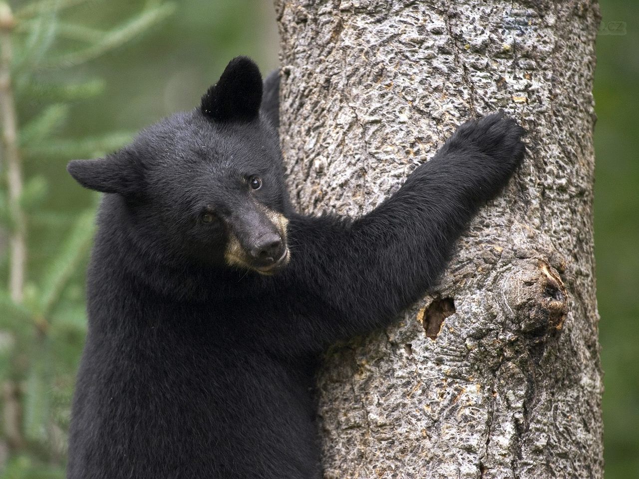 Foto: Black Bear Cub, Orr, Minnesota