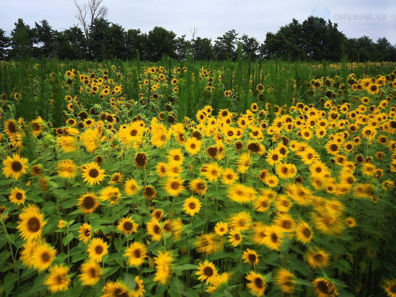 Foto: Sunflowers In Motion, Grundy County, Illinois