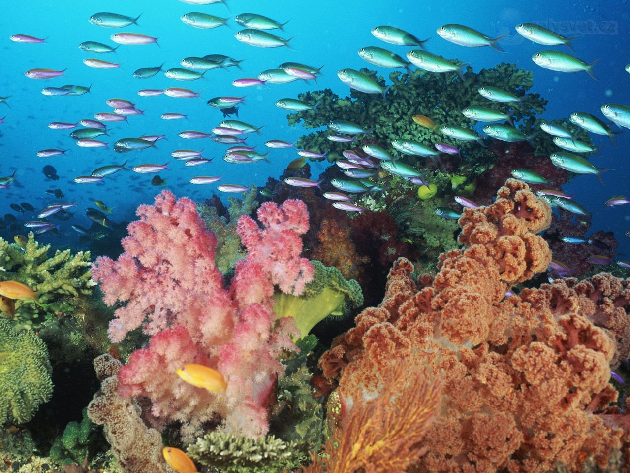 Foto: Coral Landscape With Soft Corals And Fish, Fiji