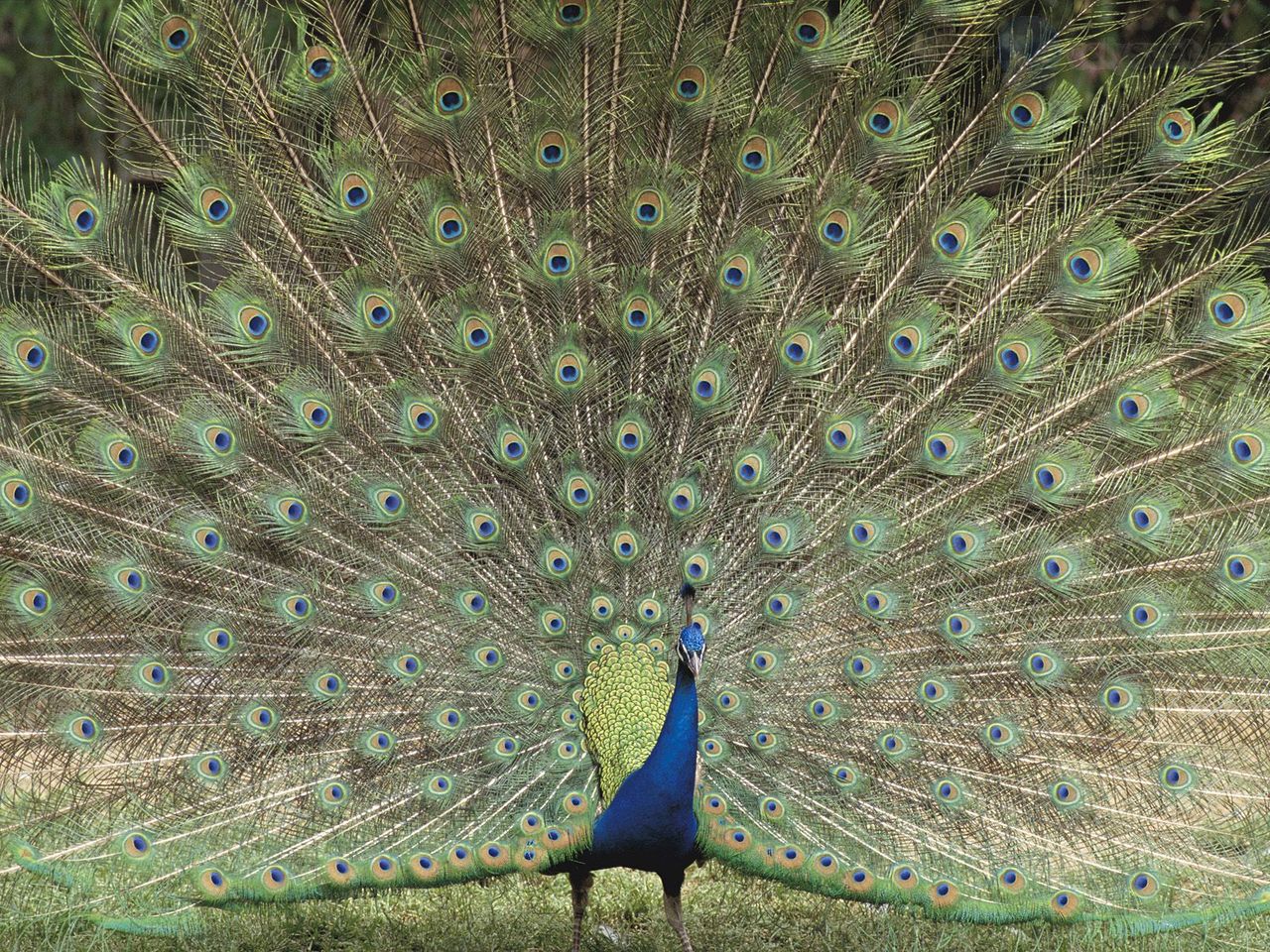 Foto: Indian Peafowl, Childrens Zoo, Saitama, Japan