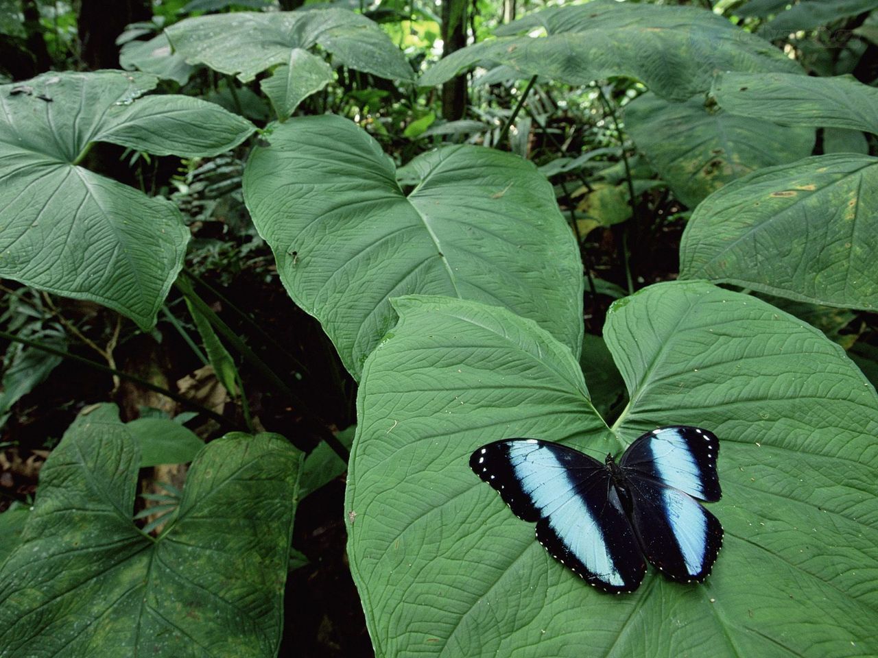 Foto: Morpho Butterfly In A Tropical Rainforest, Amazonia, Ecuador