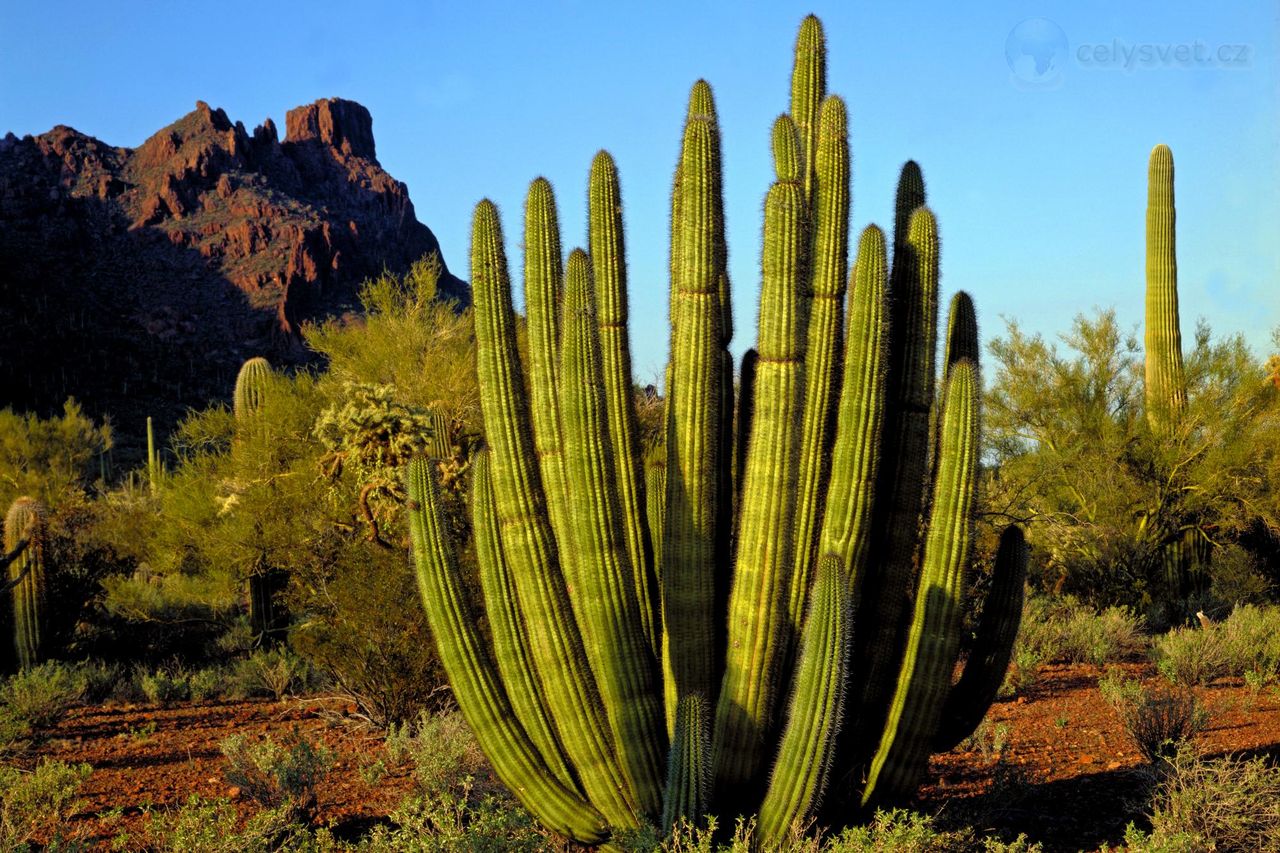 Foto: Organ Pipe Cactus, Alamo Canyon, Arizona