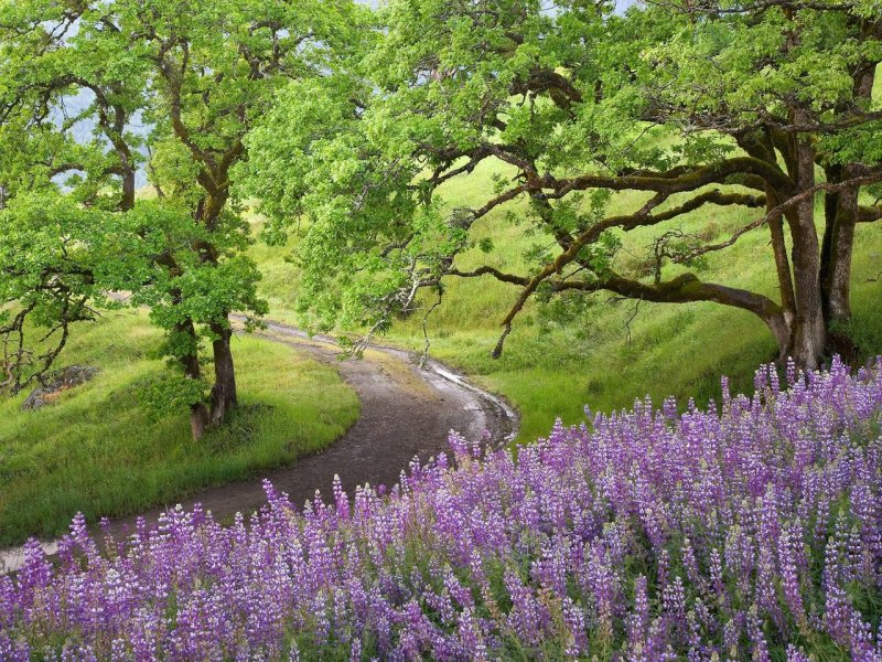 Foto: Bald Hills, Redwood National Park, California