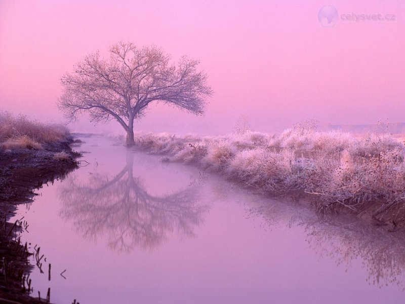 Foto: Cottonwood At Dawn, New Mexico