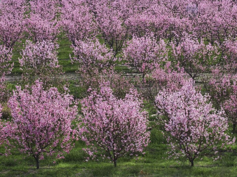 Foto: Peach Tree Orchard In Full Bloom, Lancaster, California