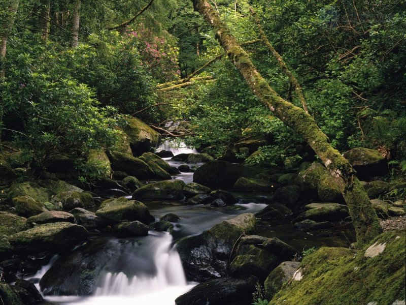 Foto: Owengarriff River, Killarney National Park, County Kerry, Ireland