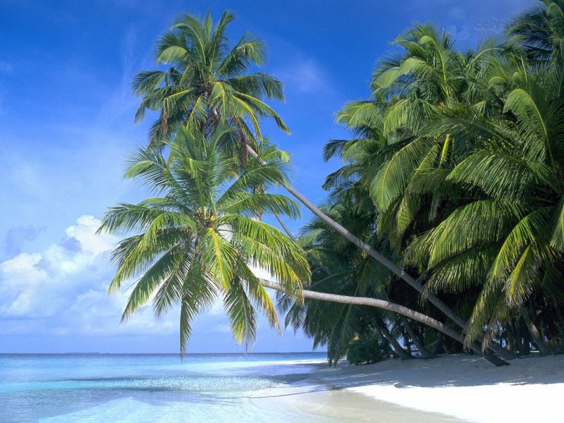 Foto: Palm Paradise, Maldive Islands