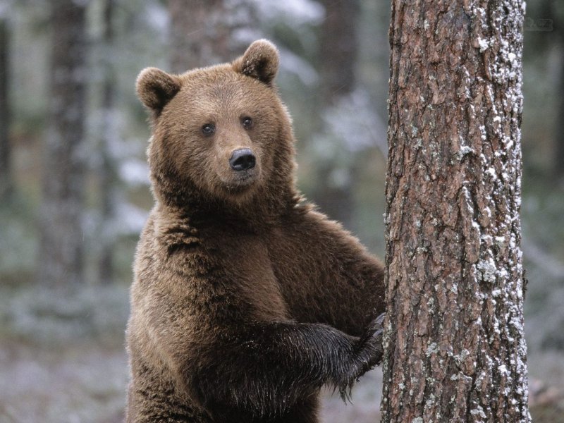 Foto: Portrait Of A Brown Bear, Finland