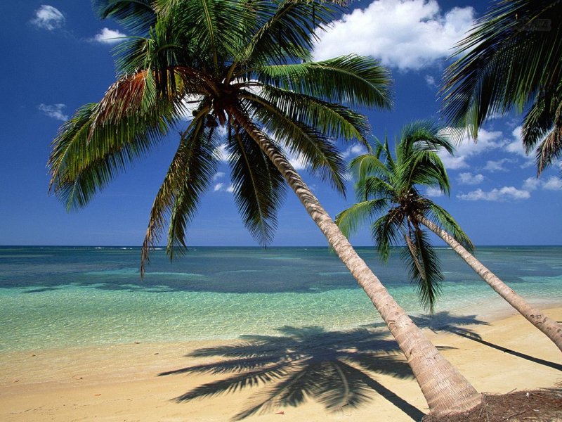 Foto: Coconut Palm Trees, Dominican Republic