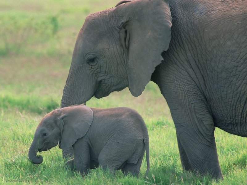 Foto: African Elephants, Amboseli National Park, Kenya